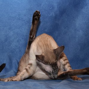 Katzenyoga