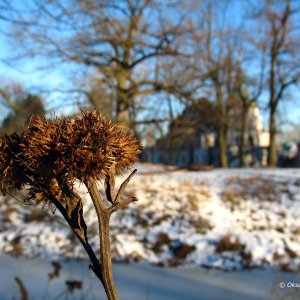 Distel