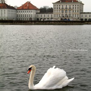 weisser Schwan und Schloss Nymphenburg