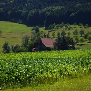 Oberer_Eichhof_in_Welschensteinach_16_07_06