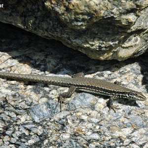 Eidechse im Weinberg