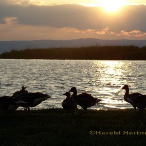 Abend am Neusiedlersee 2/5