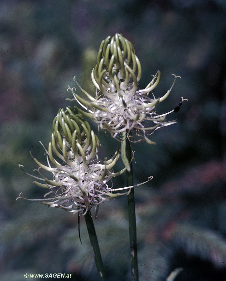 Ährige Teufelskralle (Phyteuma spicatum)