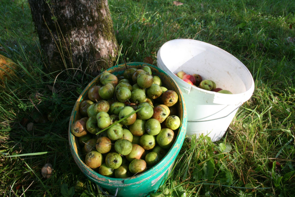 Äpfel klauben am Bergbauernhof in Opponitz