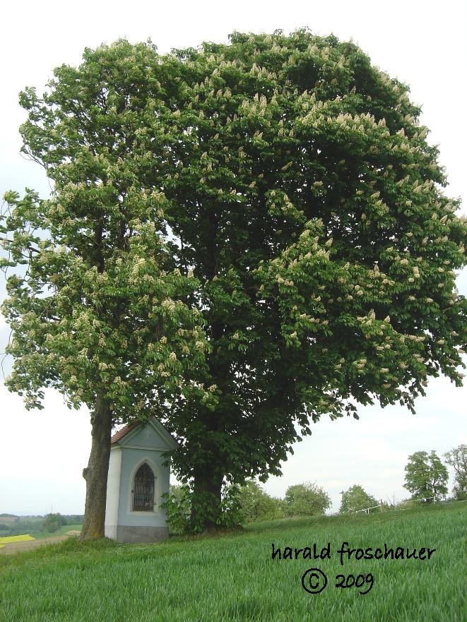 Österreich/Niederösterreich/Bezirk Amstetten/Stadt Haag