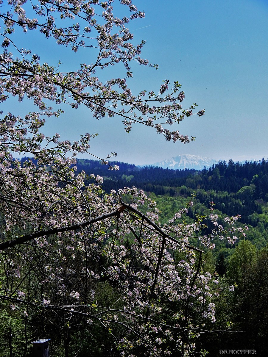 Ötscherblick