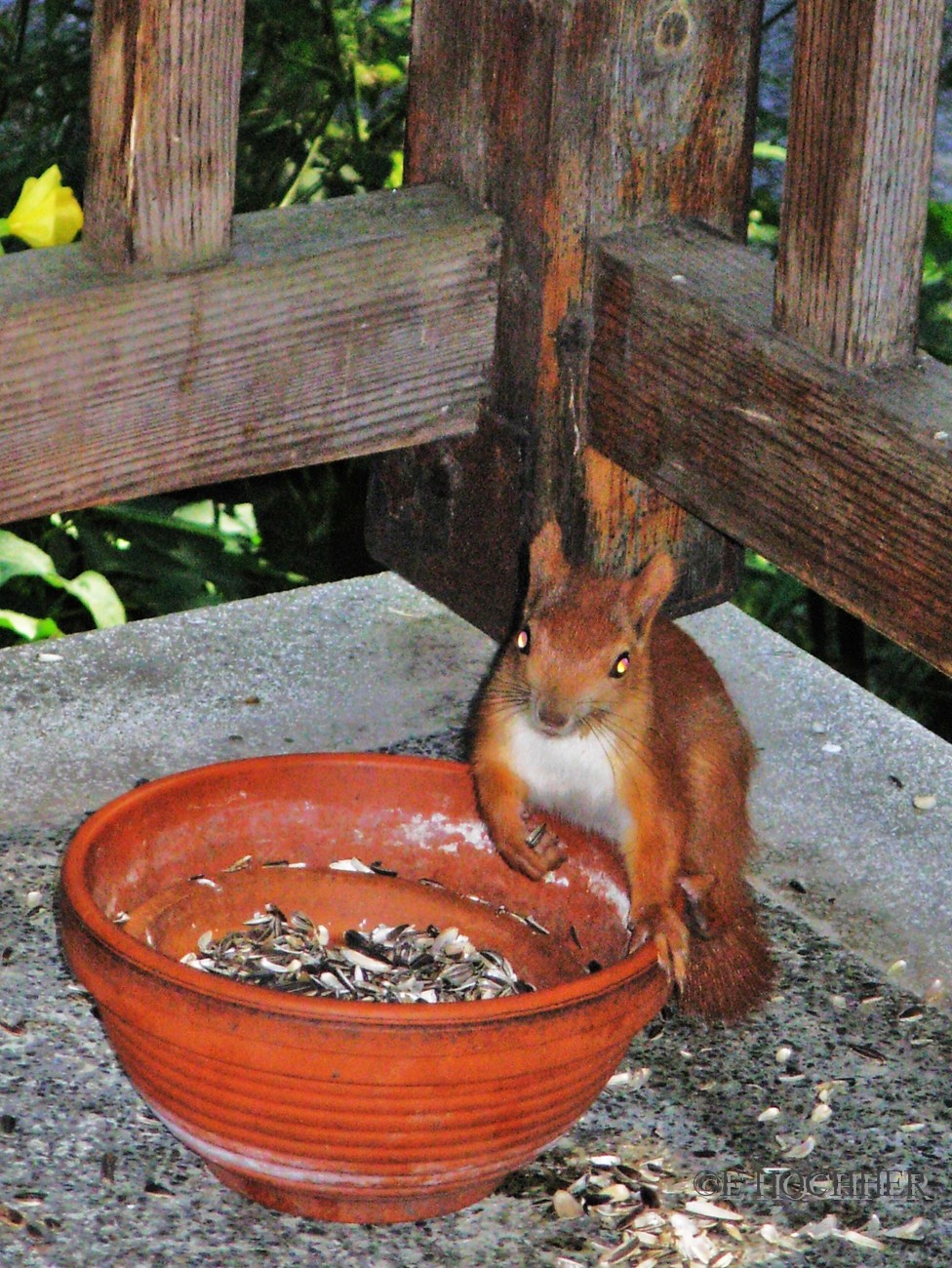 Überraschtes Eichhörnchen