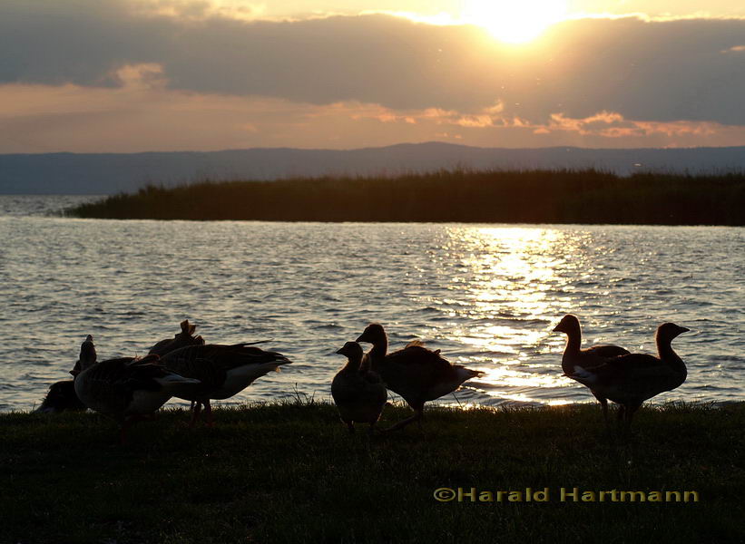 Abend am Neusiedlersee 2/5