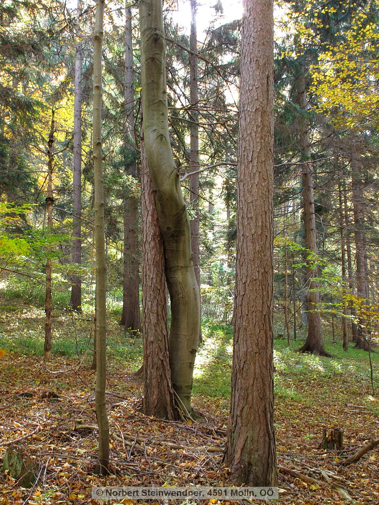 Abgelauscht ...