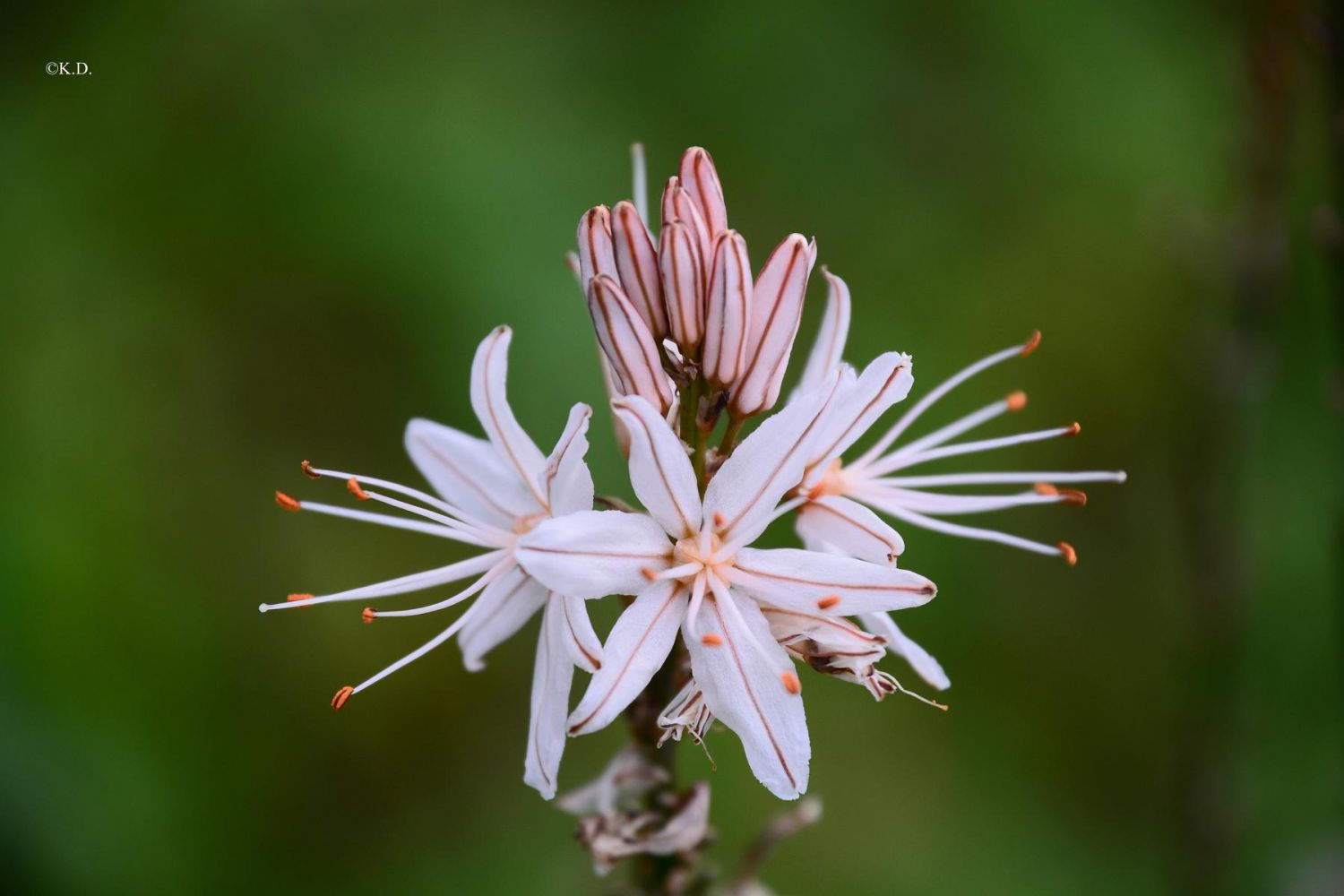 Affodil