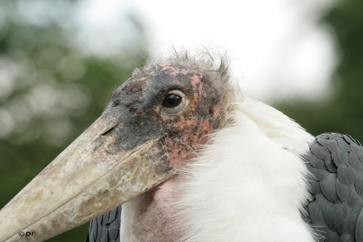 Afrikanischer Marabu