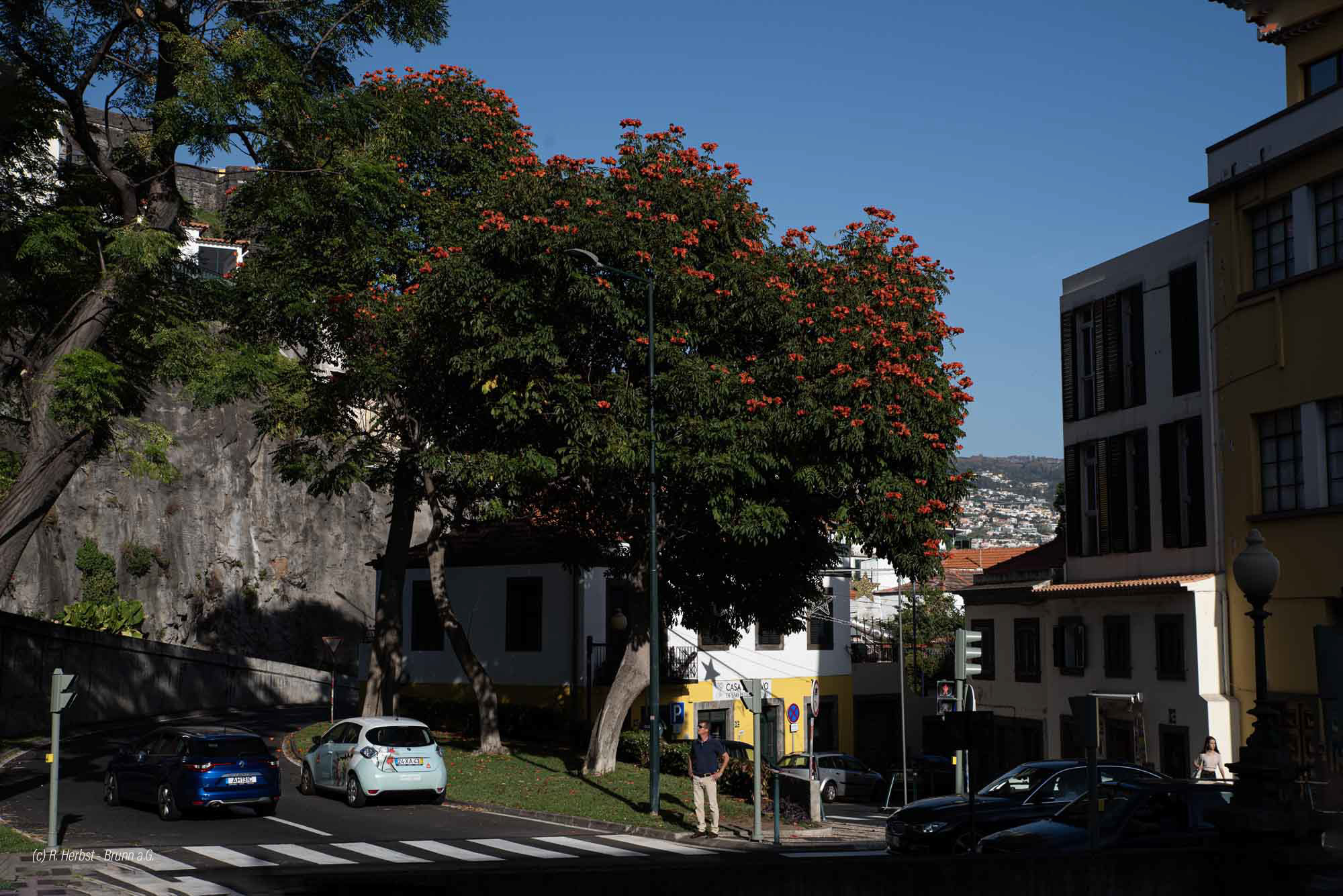 Afrikanischer Tulpenbaum Funchal II