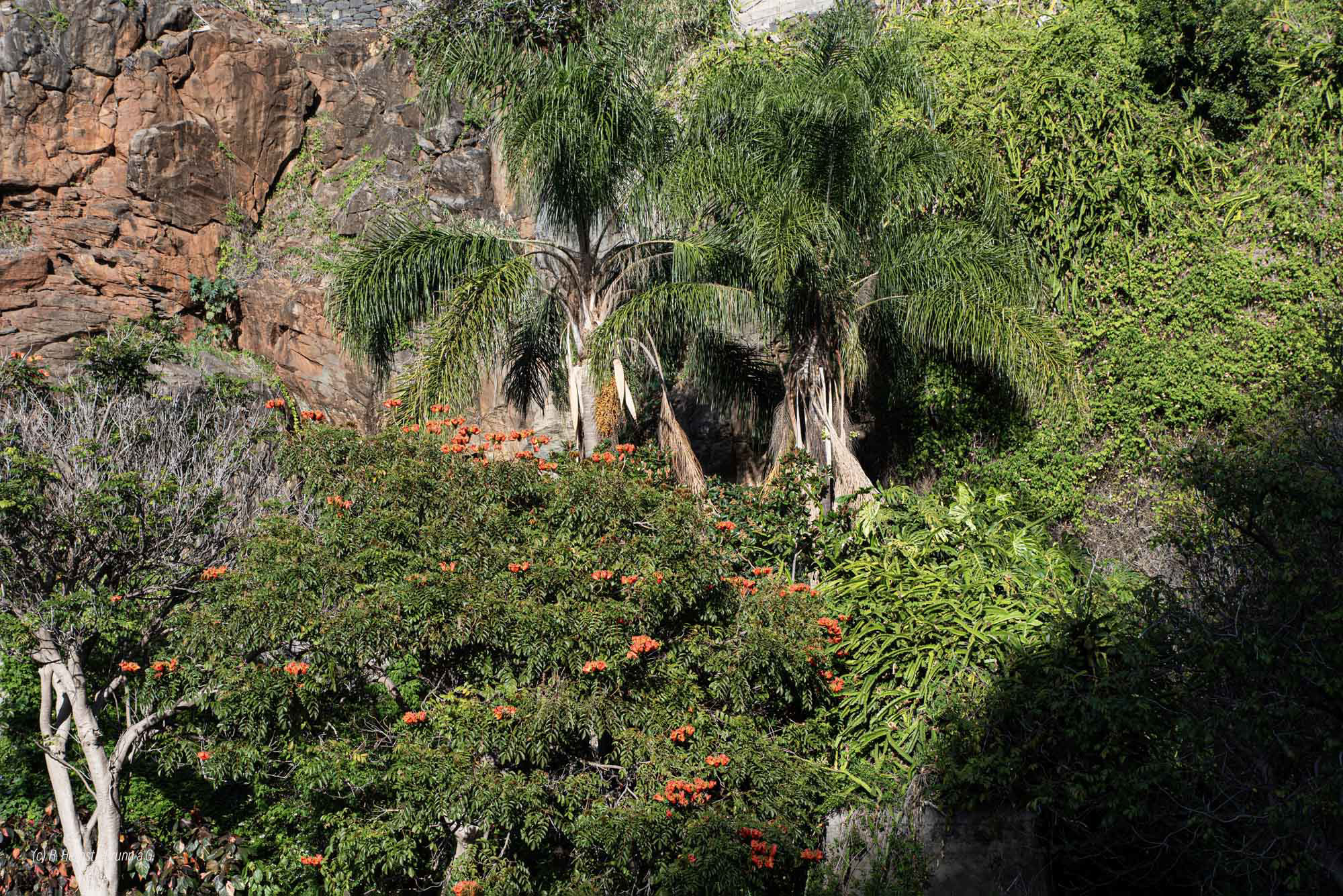 Afrikanischer Tulpenbaum Funchal