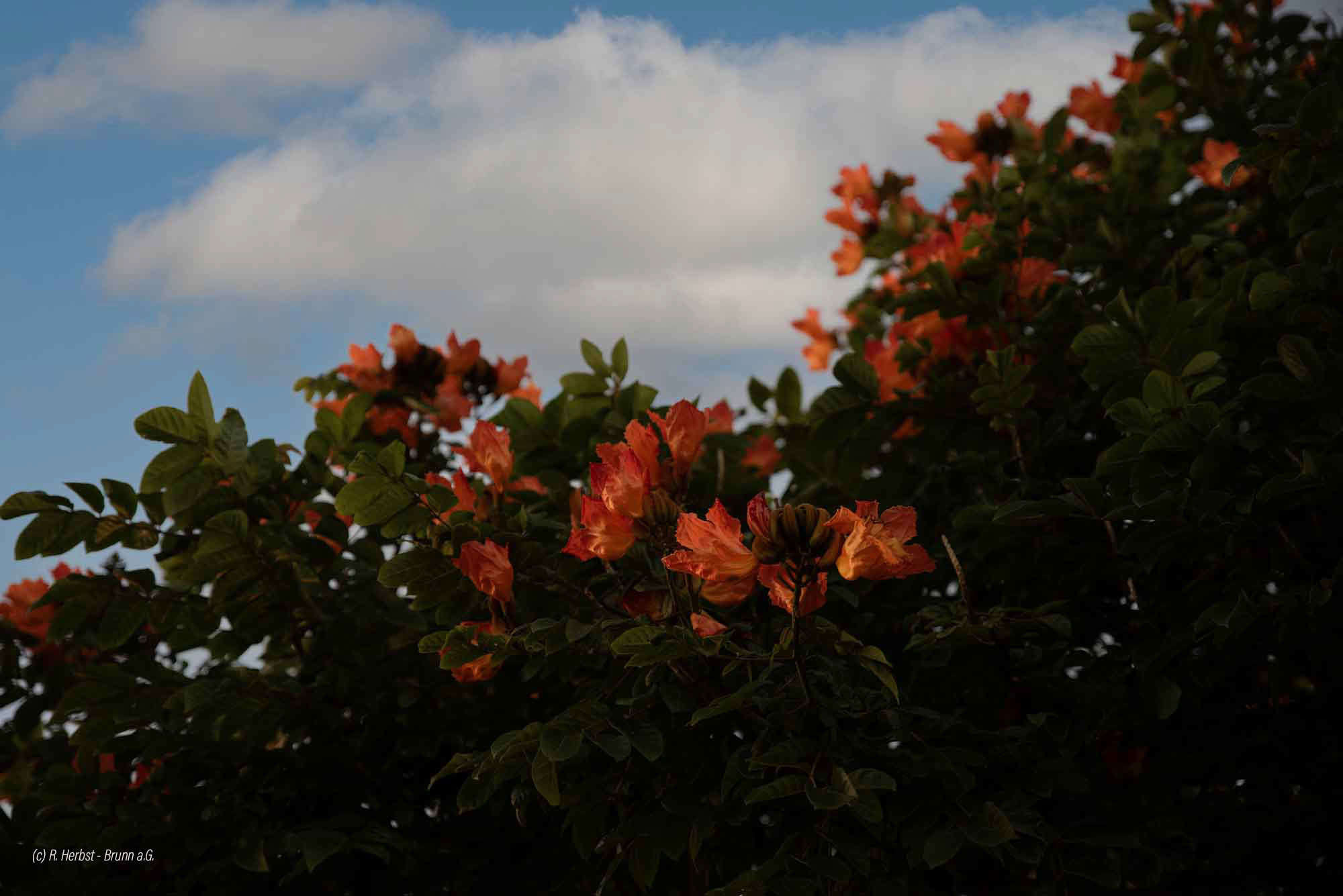 Afrikanischer Tulpenbaum