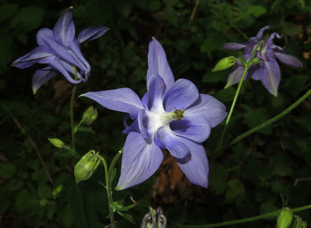 Akelei Aquilegia vulgaris