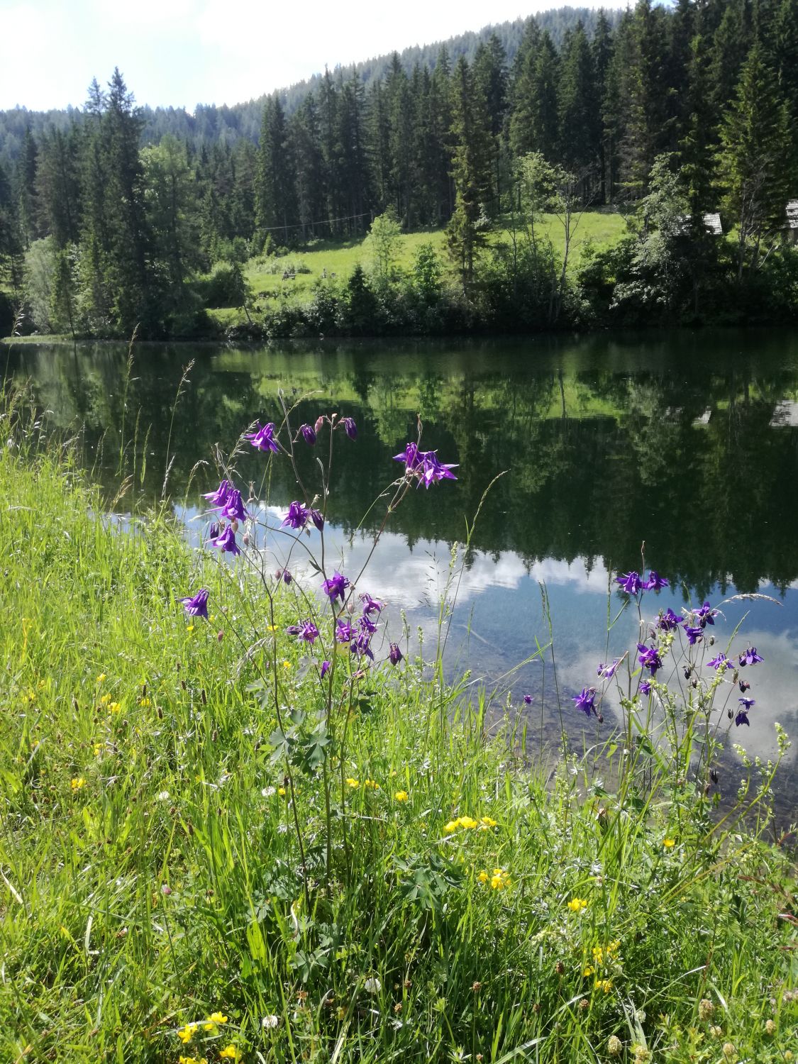 Akeleien am Hubertussee