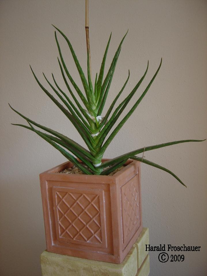 Aloe Vera