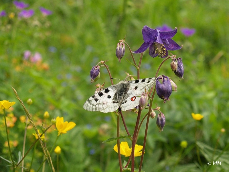 Alpen Apollo