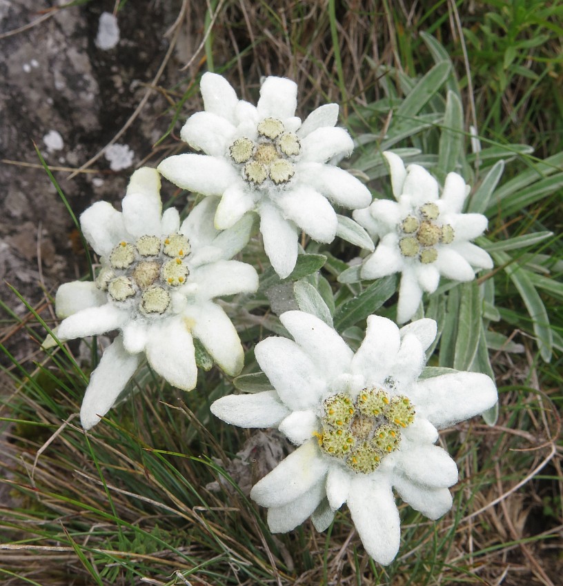 Alpen-Edelweiß (Leontopodium nivale subsp. alpinum)