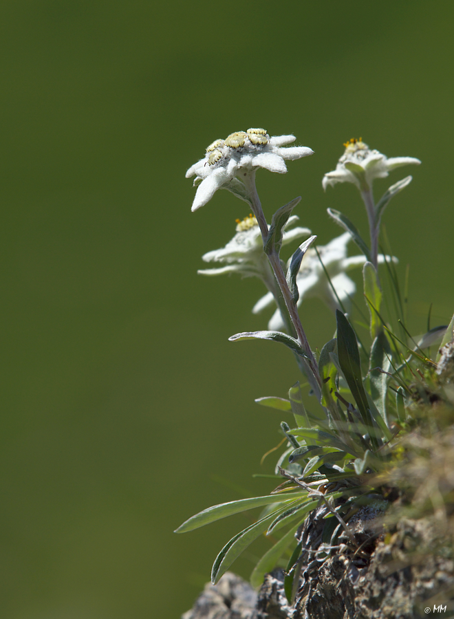 Alpen - Edelweiß  (Leontopodium nivale)