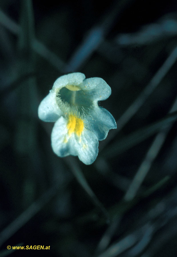 Alpen-Fettkraut (Pinguicula alpina)