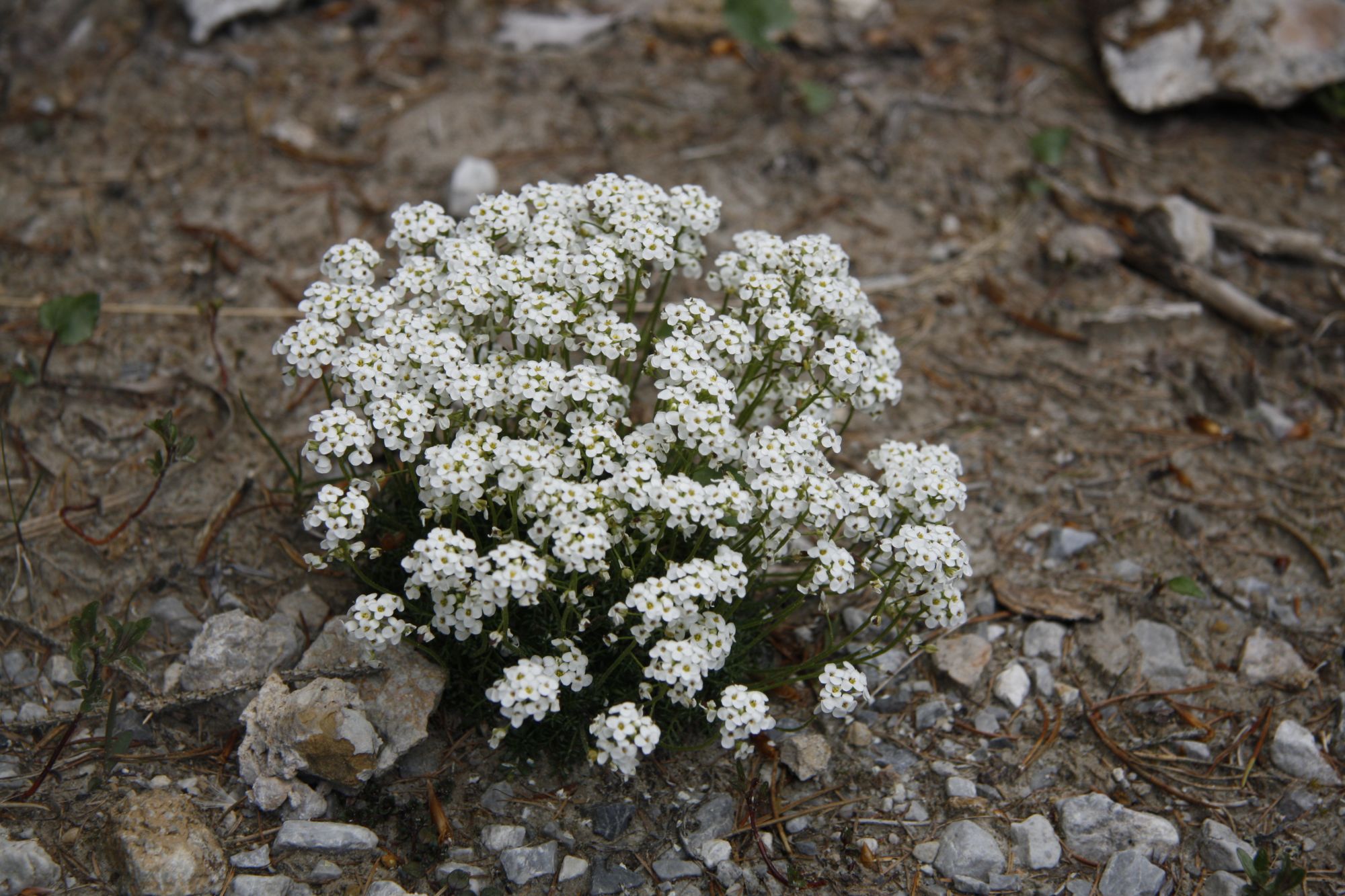 Alpen-Gemskresse