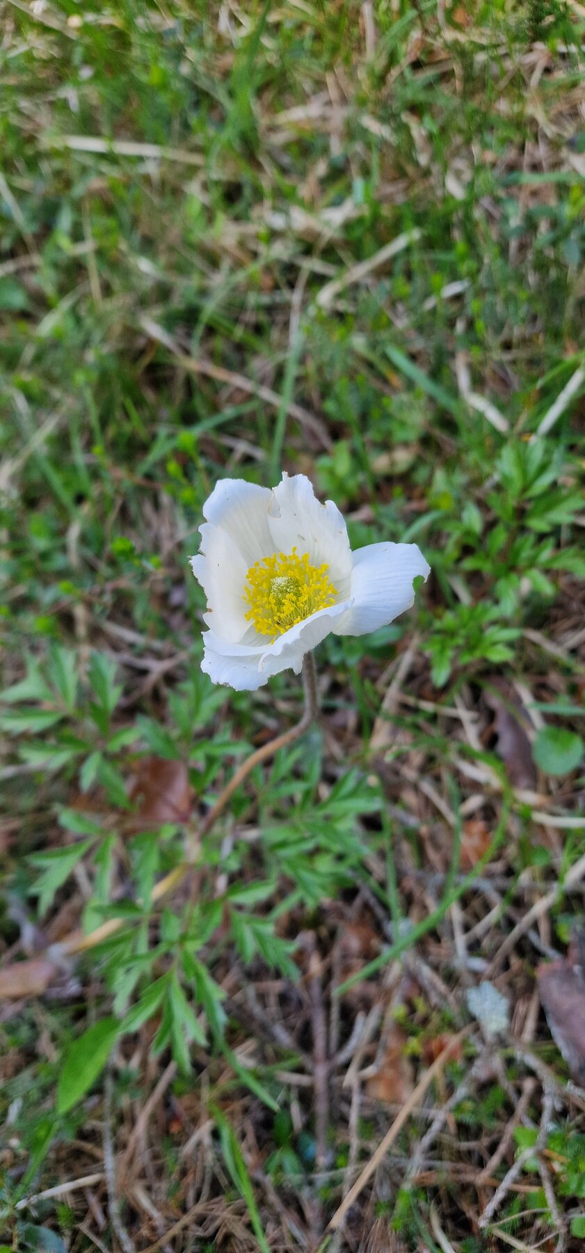 Alpen-Küchenschelle