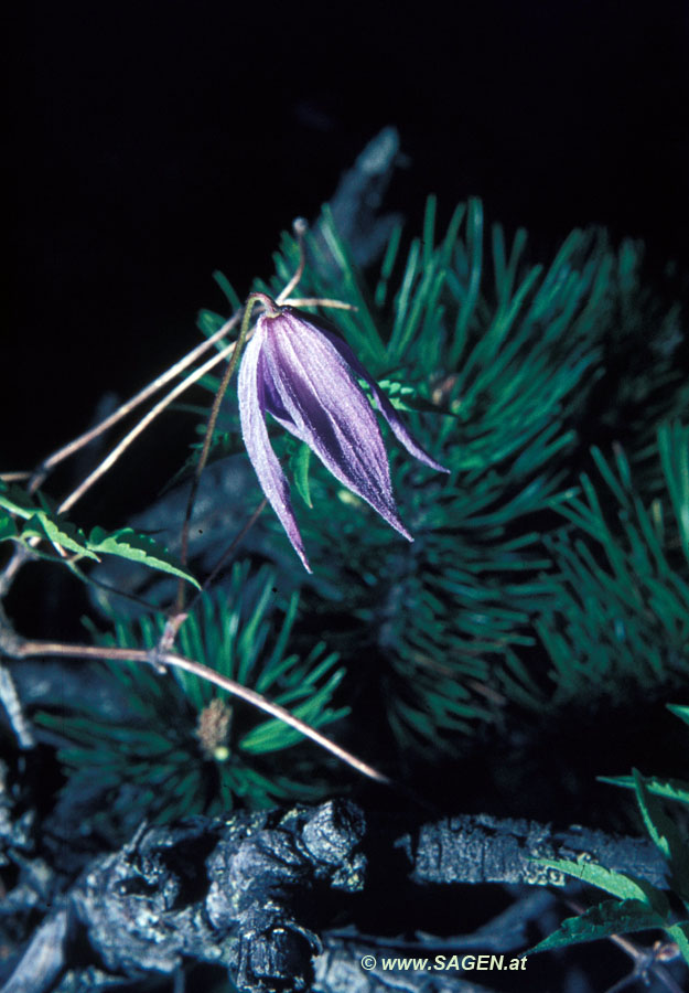 Alpen-Waldrebe (Clematis alpina)