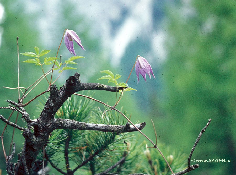 Alpen-Waldrebe (Clematis alpina)