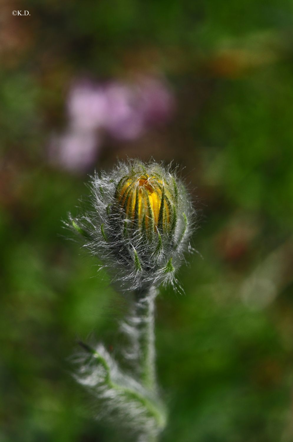 Alpengarten auf dem Dobratsch (Villach)