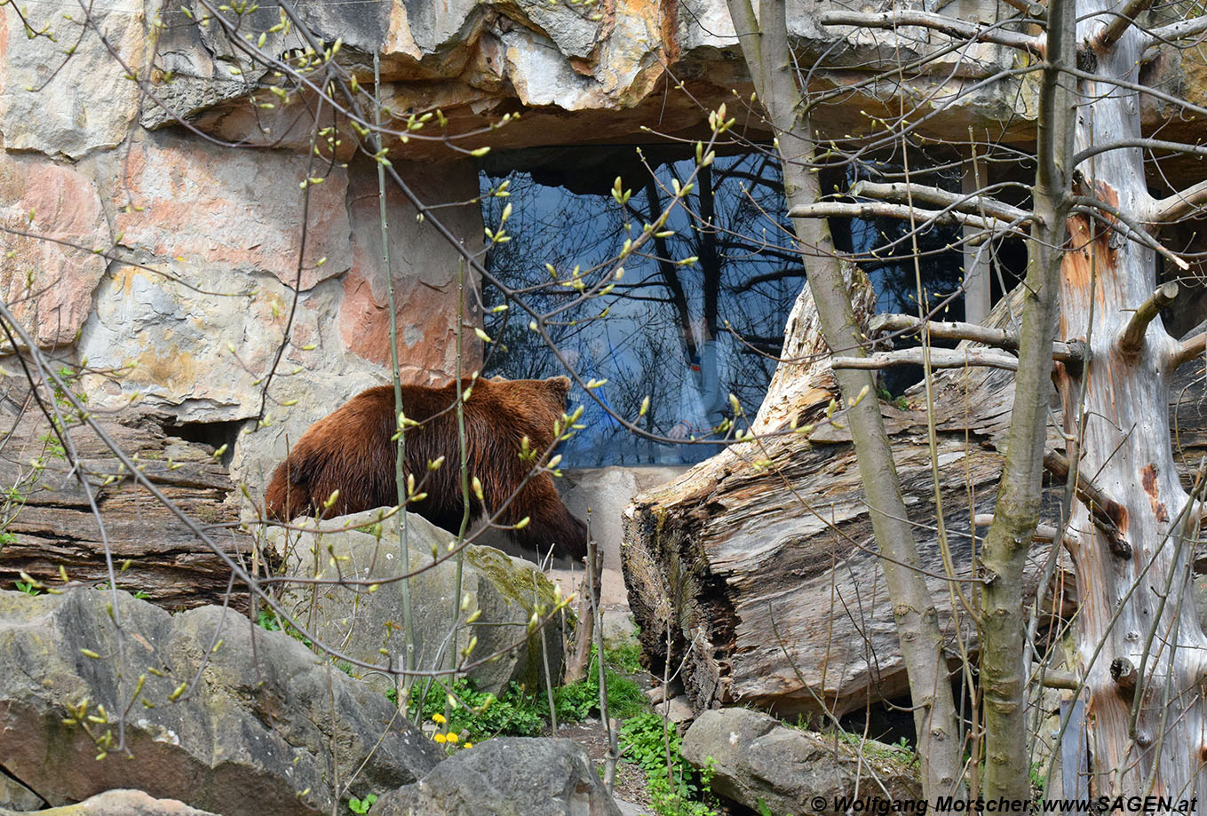 Alpenzoo - Braunbär besichtigt Besucher