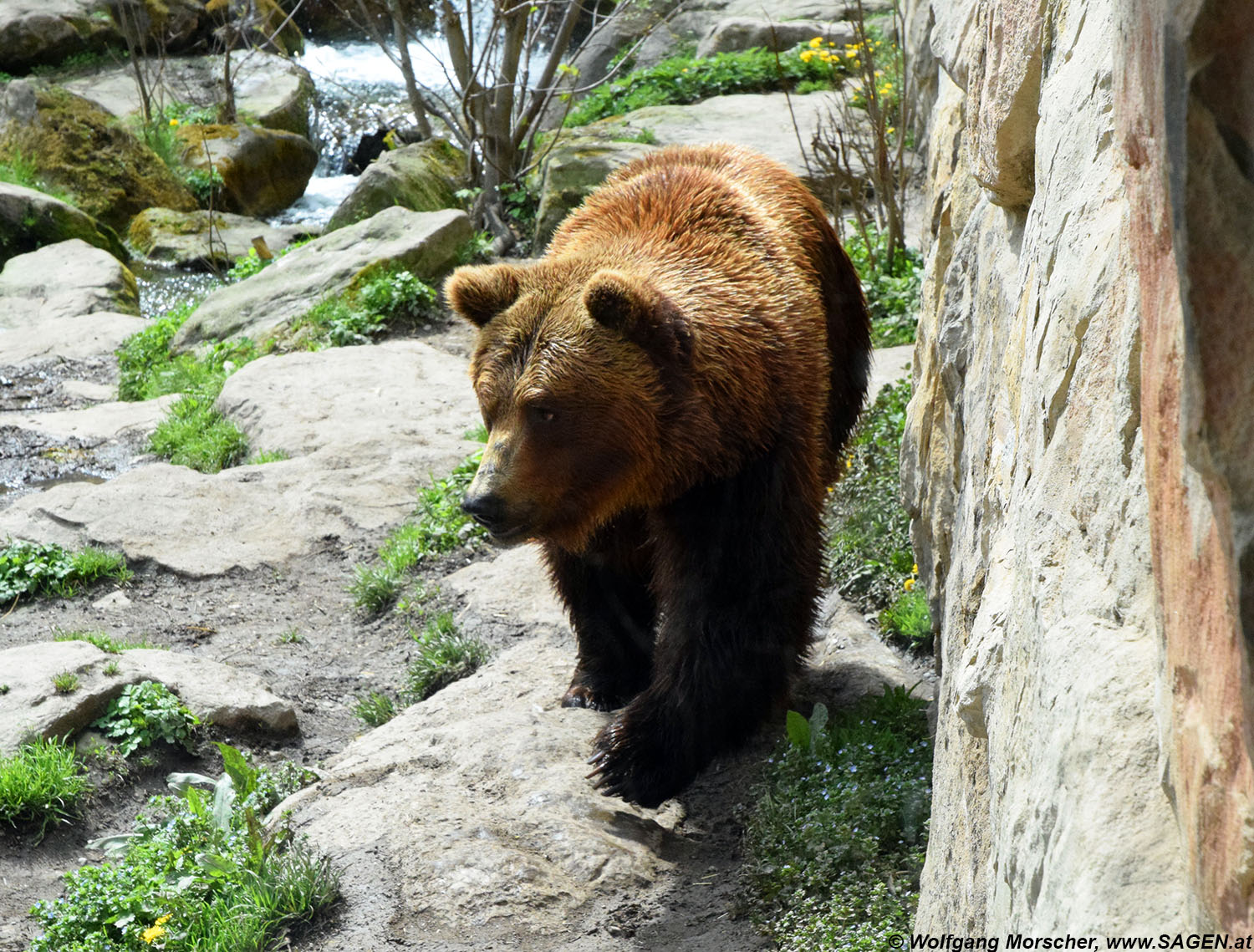 Alpenzoo Braunbär