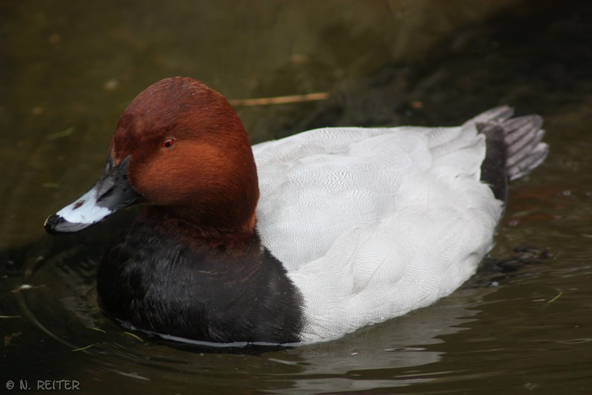 alpenzoo innsbruck