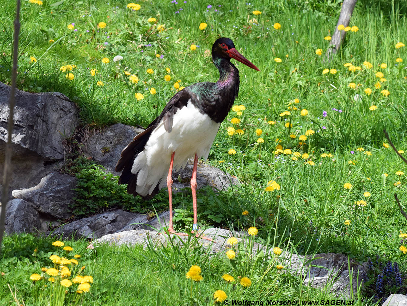 Alpenzoo Storch