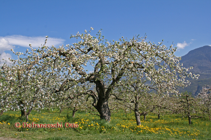 Alter blühender Apfelbaum in Lana