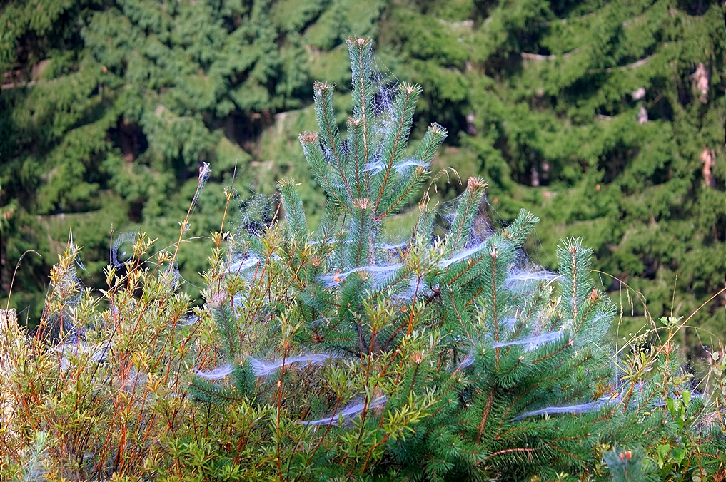 Altweibersommer