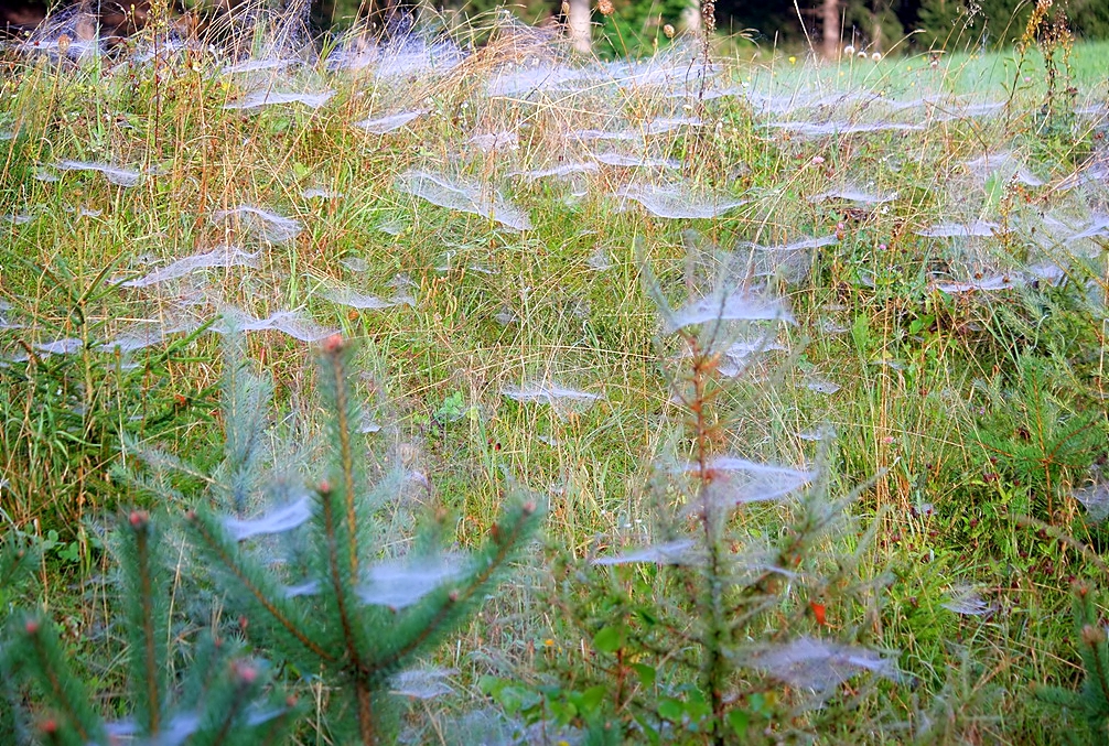 Altweibersommer