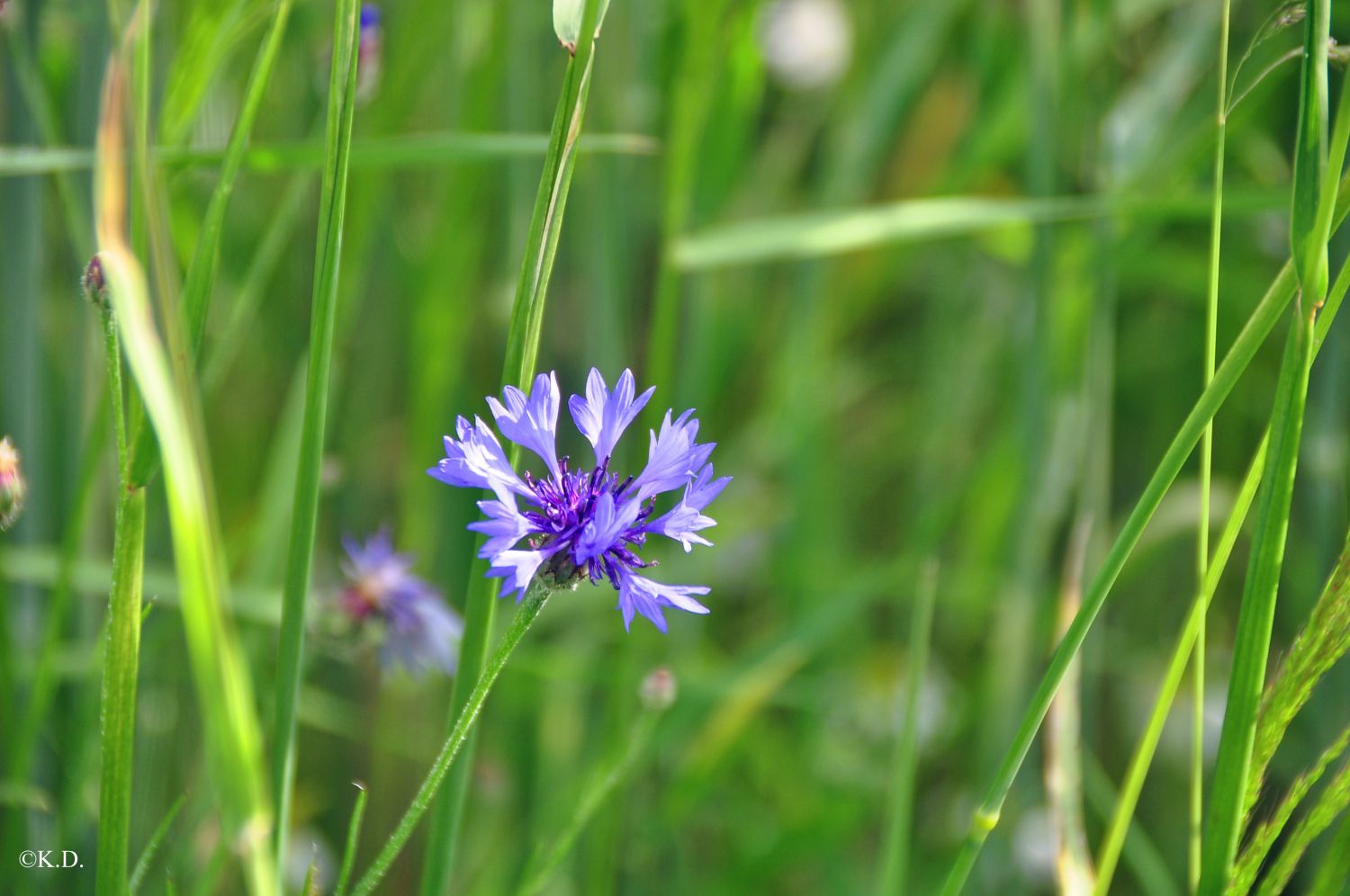 Ansichten aus Pretrobruck im Waldviertel