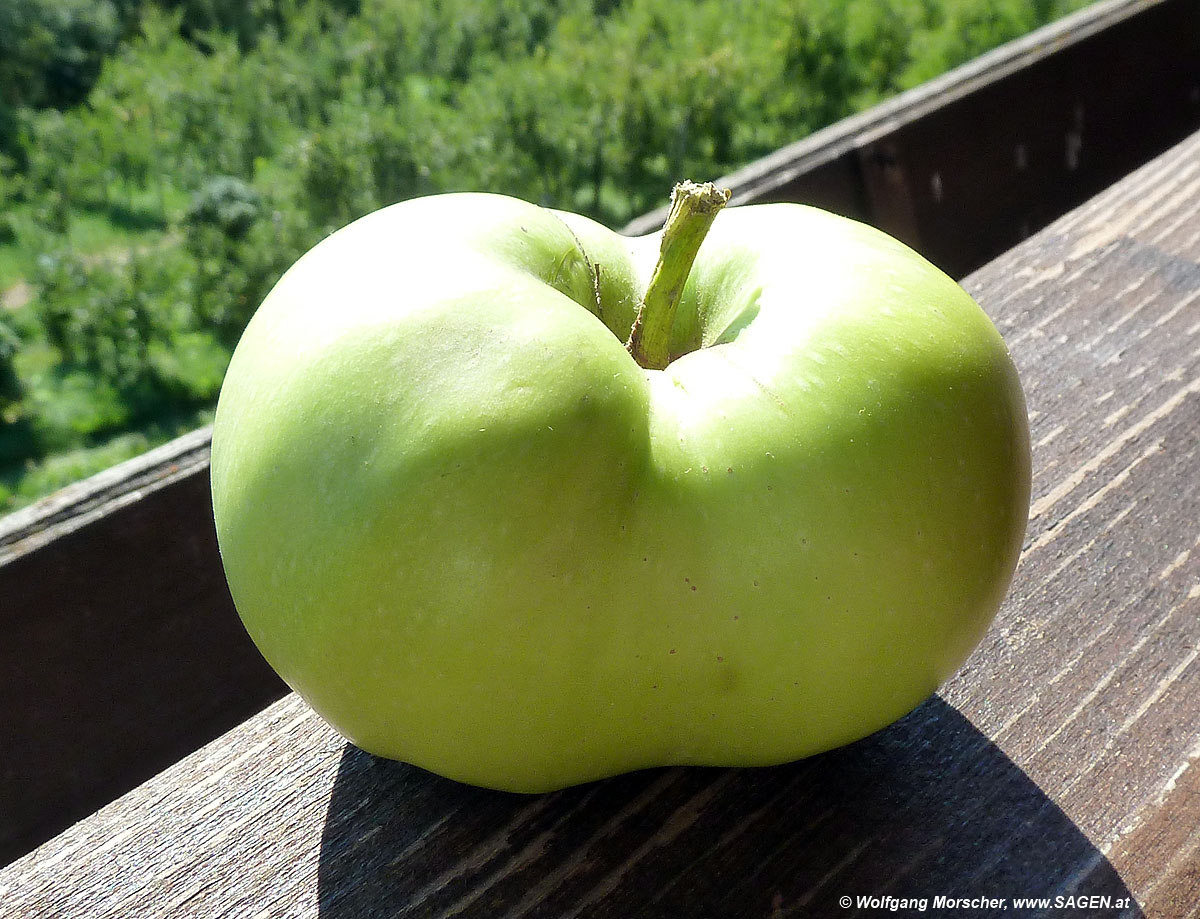 Apfel oder Tomate?