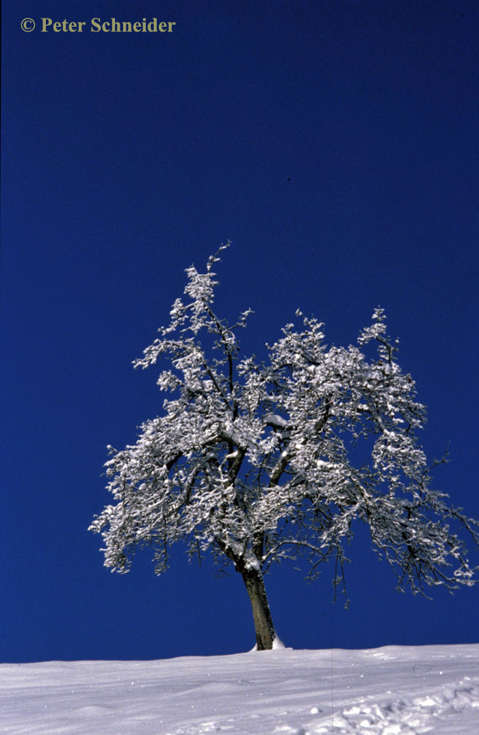 Apfelbaum im Winter