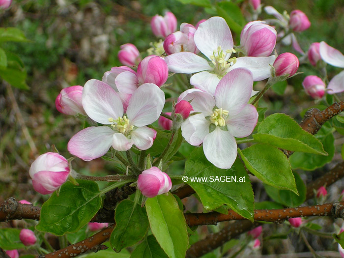 Apfelblüte Golden Delicious