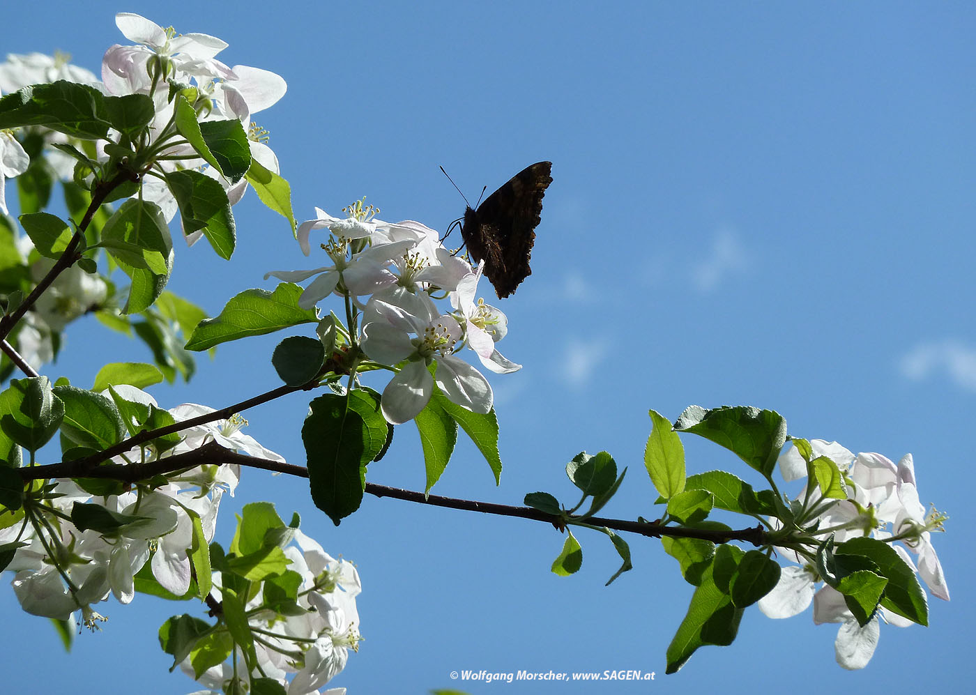 Apfelblüte Südtirol