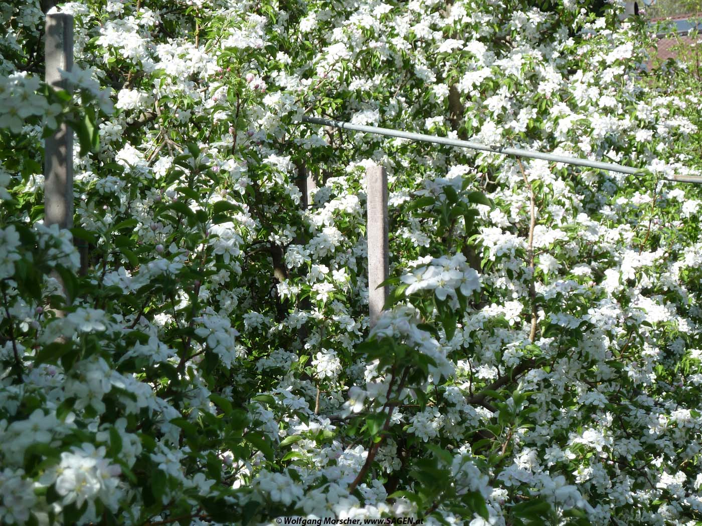 Apfelblüte Südtirol