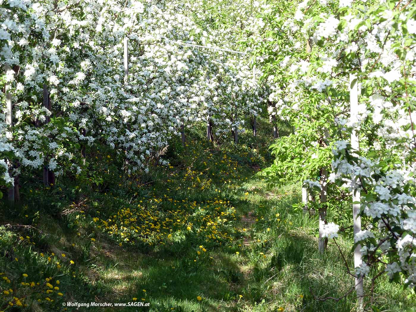 Apfelblüte Südtirol