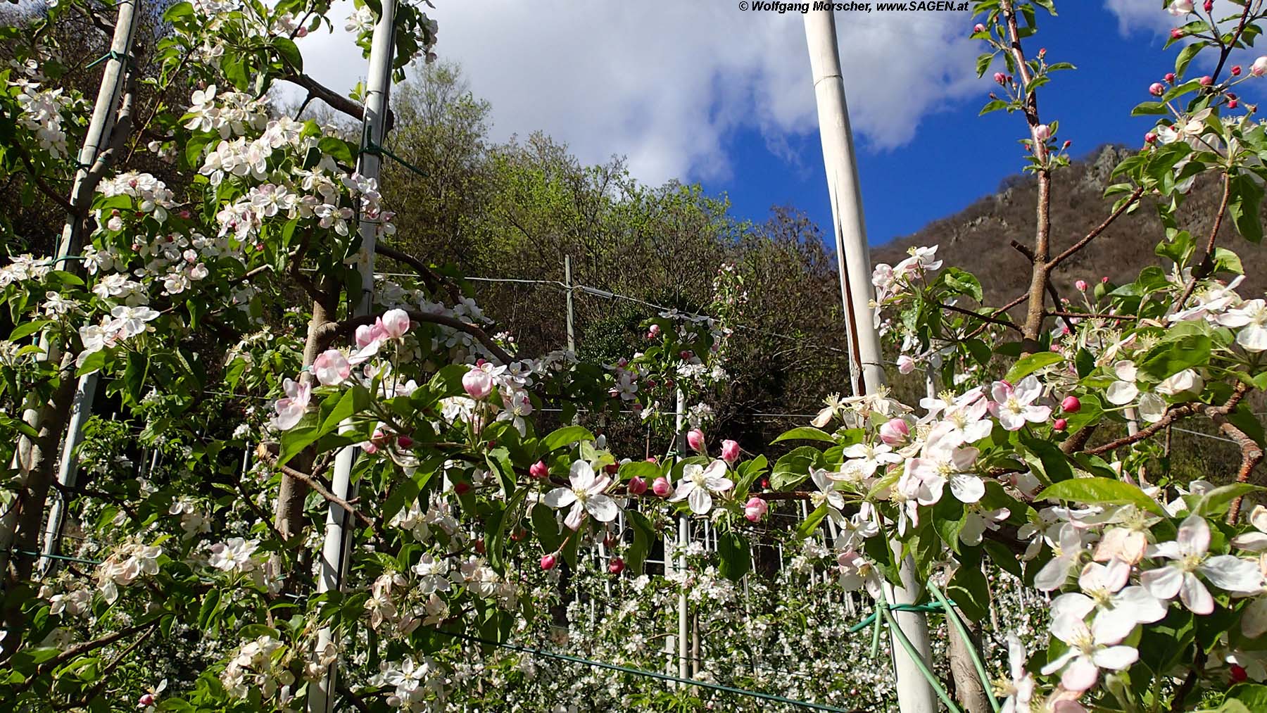 Apfelblüte Südtirol