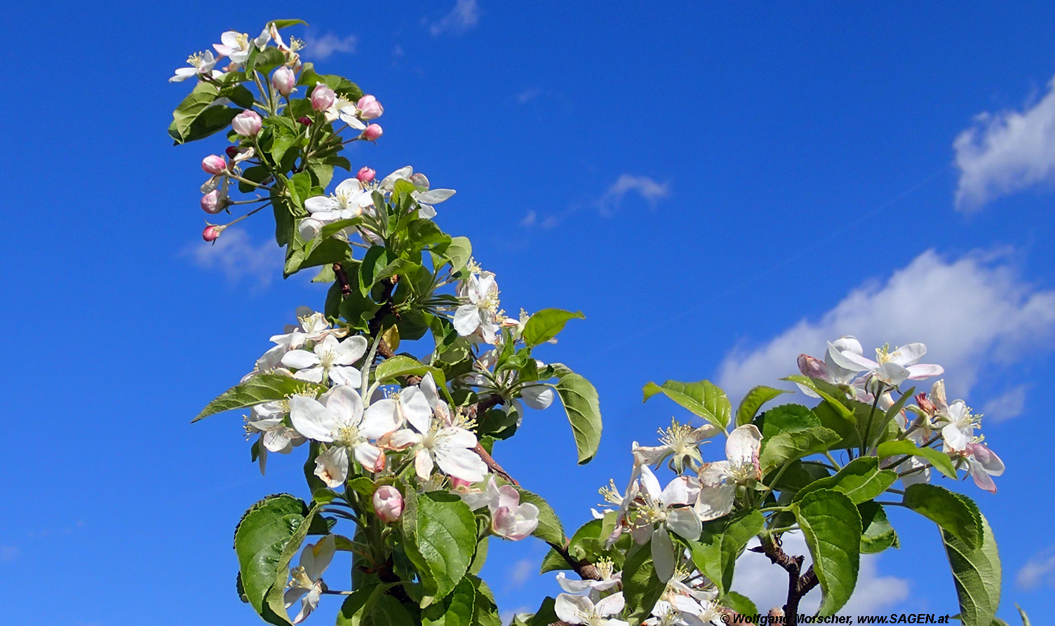 Apfelblüte Südtirol