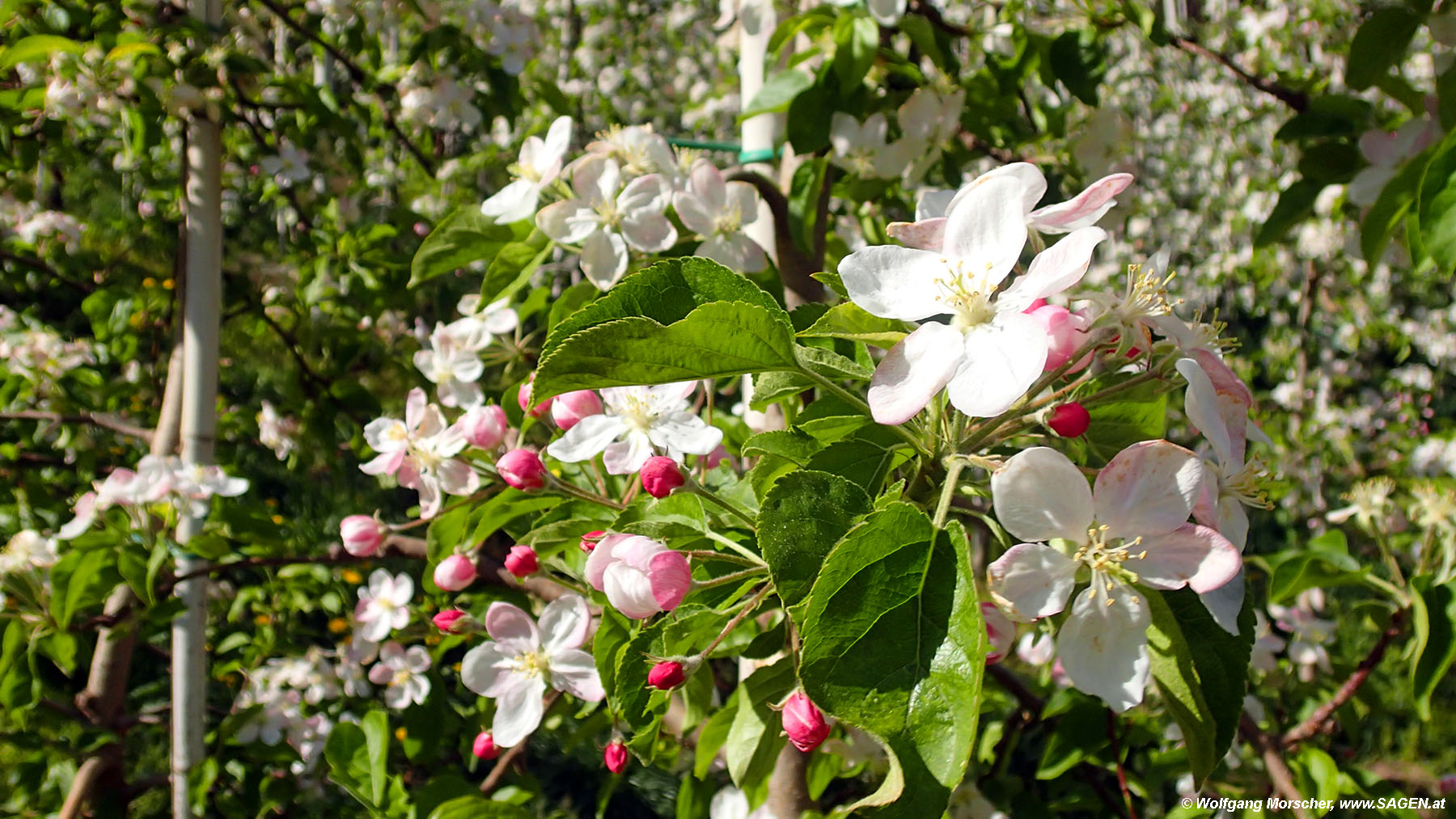 Apfelblüte Südtirol