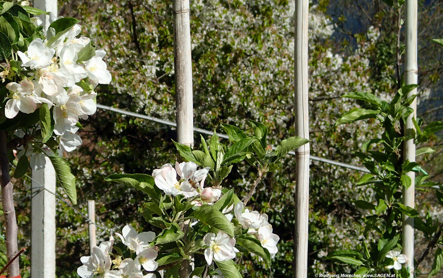 Apfelblüte Südtirol