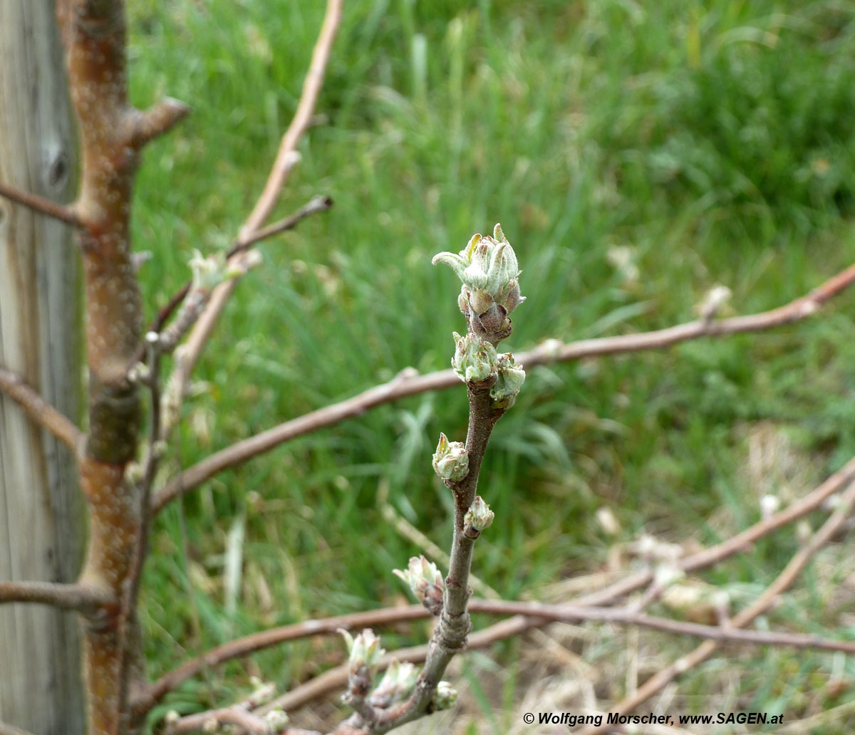 Apfelblüte Vinschgau 2013