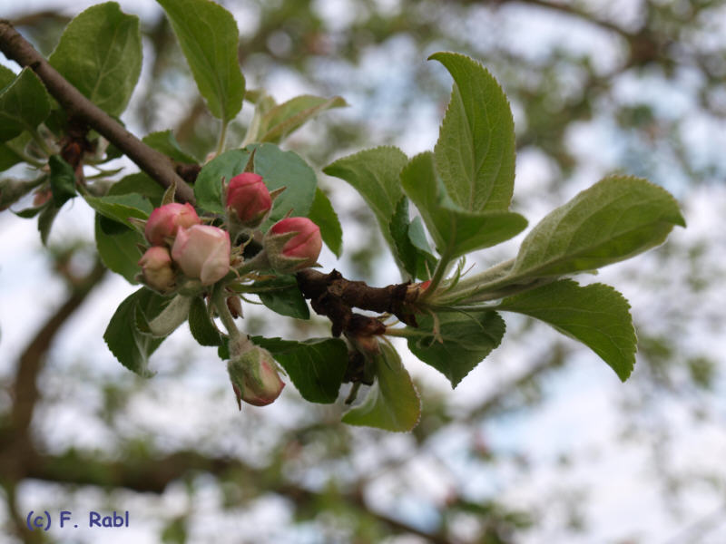 Apfelblüte